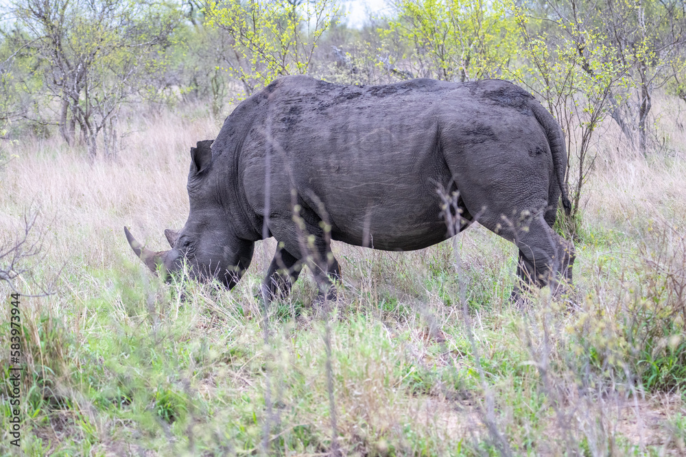 Fototapeta premium White Rhino grazing in South Africa