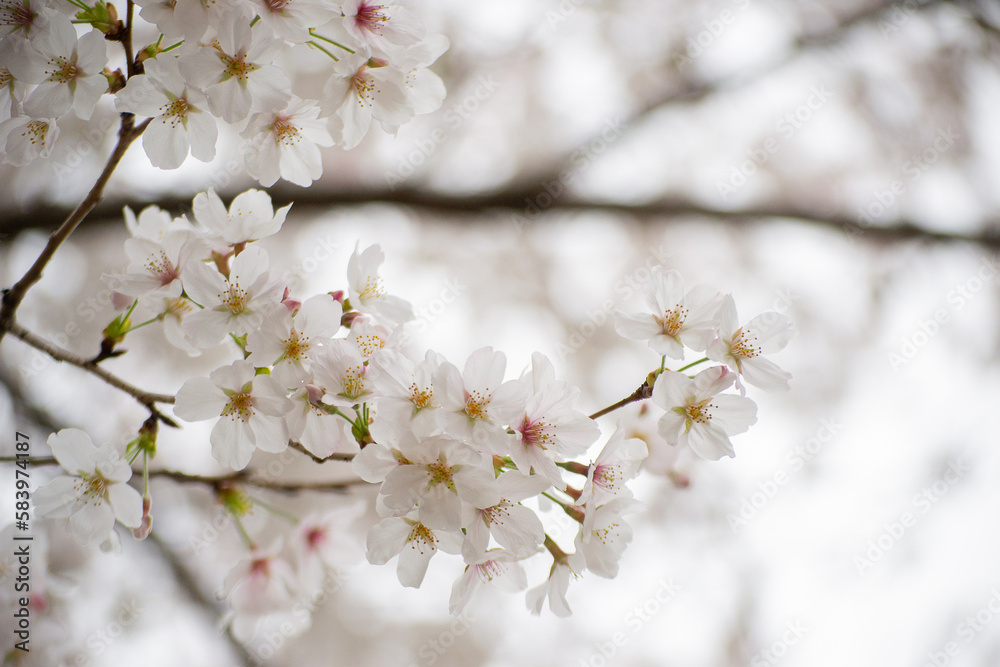 White Sakura Flowers on a Branch White Sakura Flowers on a Branch