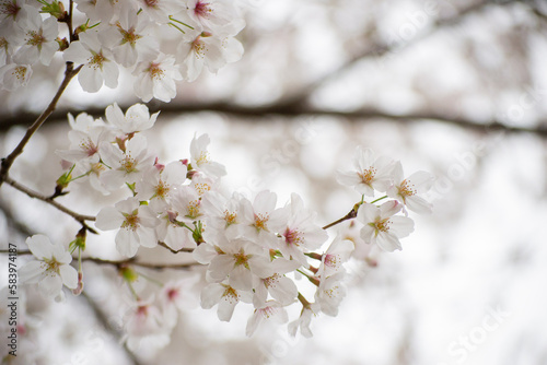 White Sakura Flowers on a Branch