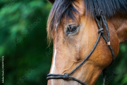 Head of a brown horse in closeup