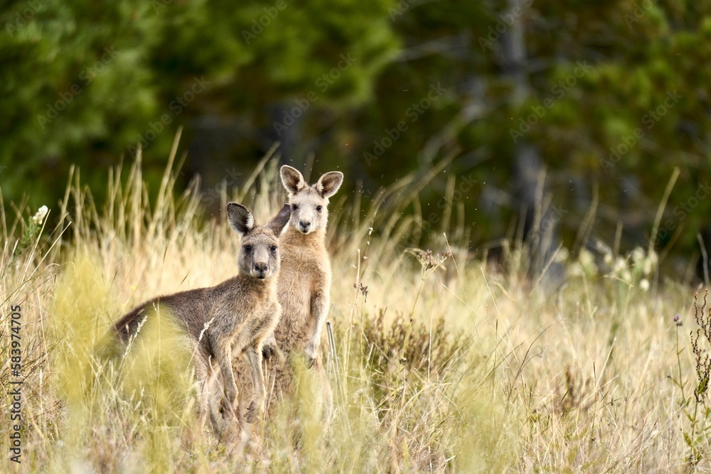 Couple of eastern gray kangaroos standing among long dry grass in the woods with blur background Couple of eastern gray kangaroos standing among long dry grass in the woods with blur background