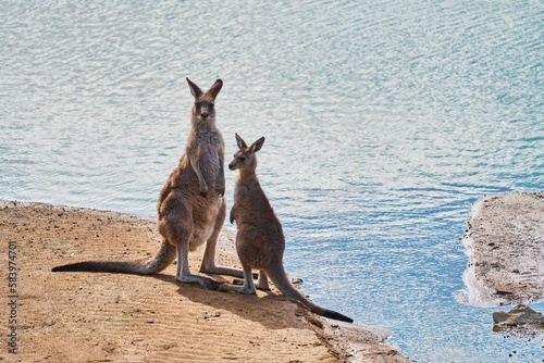 Eastern gray kangaroos standing on the sandy shore of a lake on a sunny day