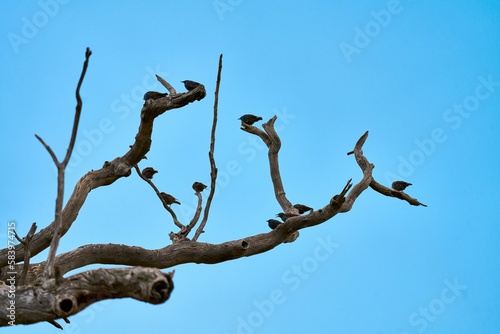 Small flock of European starling birds resting on bare tree branches against blue sky on a sunny day