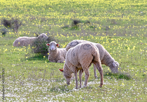 sheep