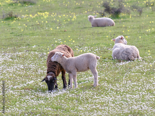 sheep