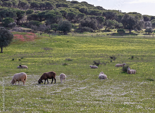 sheep