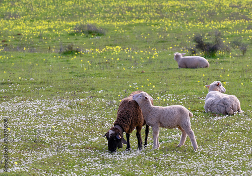 sheep