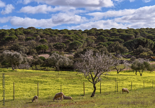 sheep