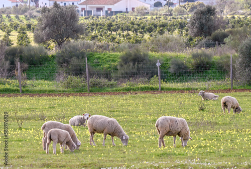 sheep