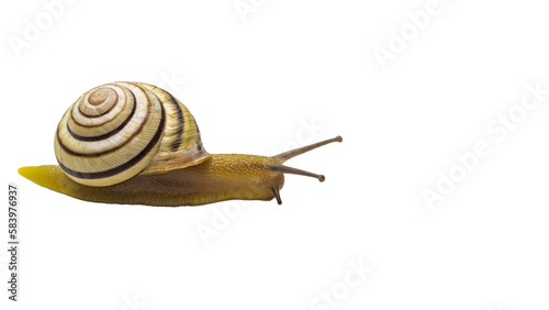 little snail isolated, transparent png, collection, cut out.