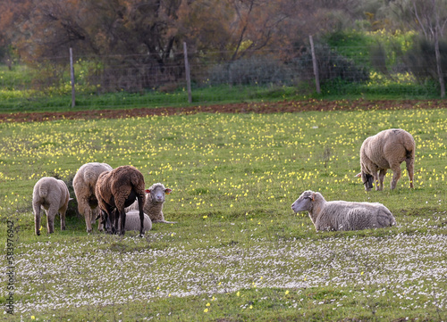 sheep