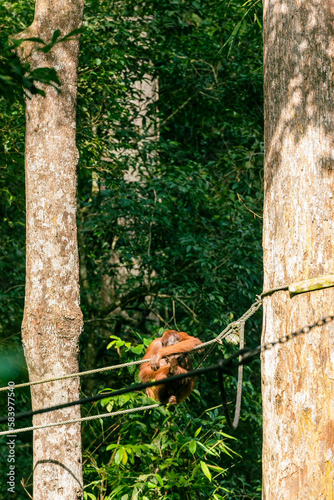 Orangutan in Borneo Orangutan in Borneo