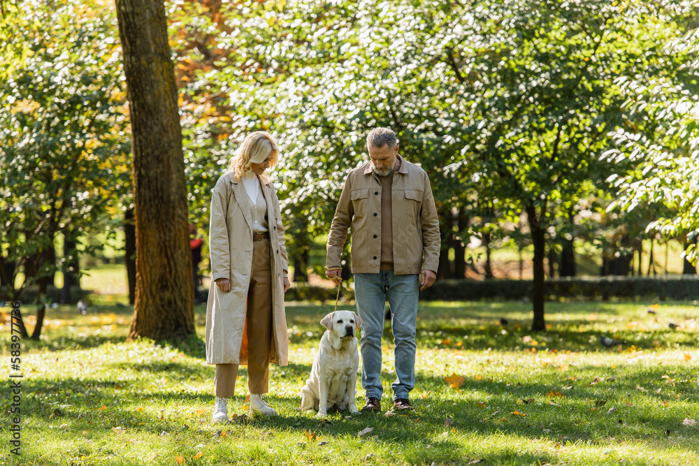 Middle aged couple looking at labrador sitting on lawn in park at daytime. Middle aged couple looking at labrador sitting on lawn in park at daytime.