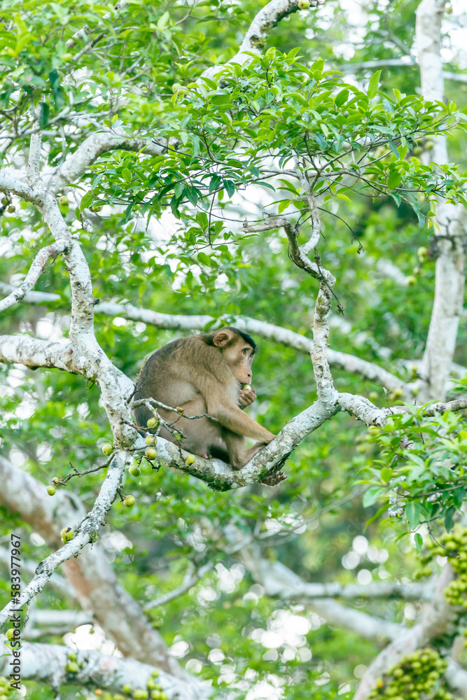 Obraz premium monkey on a tree