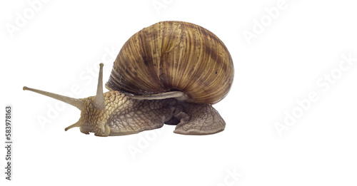 Εκτύπωση καμβά big snail on a white background, transparent png, collection, cut out