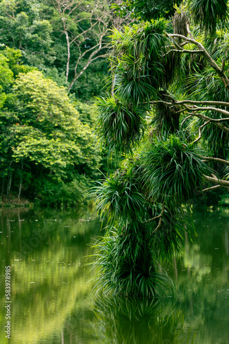 Borneo lowland rainforest, Sandakan