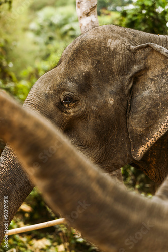 Asian elephant in Cambodia