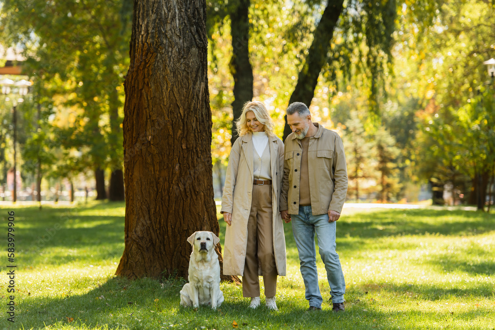 Fototapeta premium cheerful middle aged couple in casual attire walking out with labrador dog in green park during springtime.