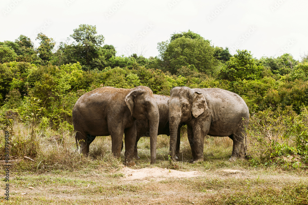 Fototapeta premium Asian elephant in Cambodia