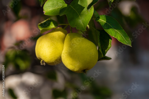 In the garden, pears ripen on a tree branch. Selective focus on a pear against the backdrop of beautiful bokeh