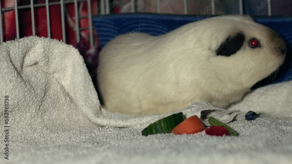 Guinea pig with food pet food in a cage Guinea pig with food pet food in a cage