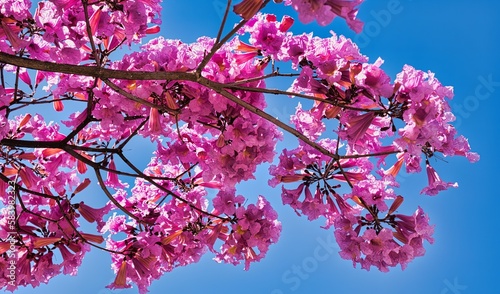 Tabebuia chrysotricha pink flowers blossom in spring, Golden Trumpet Tree Against the blue sky. photo