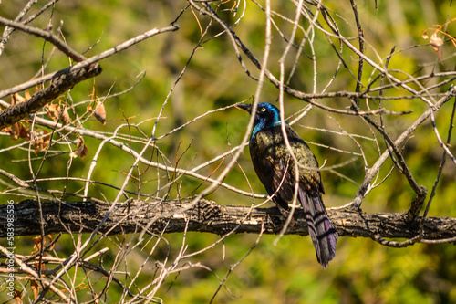 Common Grackle ( Quiscalus quiscula ) on branch at Belmar Park in Lakewood, Colorado ( CO ) photo