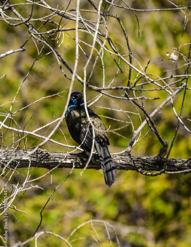Common Grackle ( Quiscalus quiscula ) looking at you eye to eye on branch at Belmar Park in Lakewood, Colorado ( CO ) photo