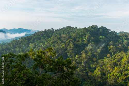 Borneo lowland rainforest in Ulu Temburong National Park, Brunei Darussalam