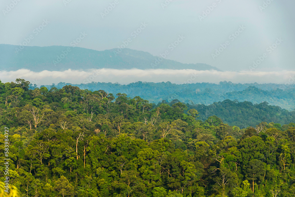 Borneo lowland rainforest in Ulu Temburong national park, Brunei Darussalam