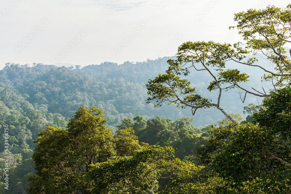 Borneo lowland rainforest
