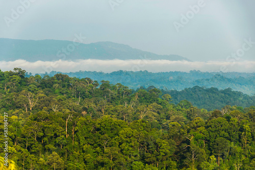 Borneo lowland rainforest in Ulu Temburong national park  Brunei Darussalam