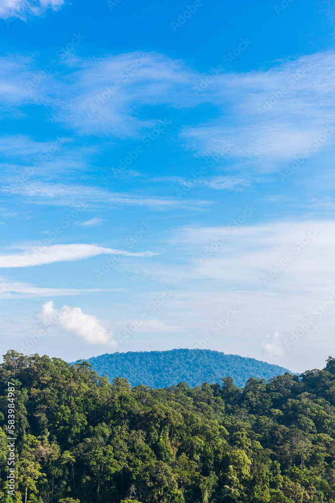 Borneo lowland rainforest in Ulu Temburong National Park, Brunei Darussalam