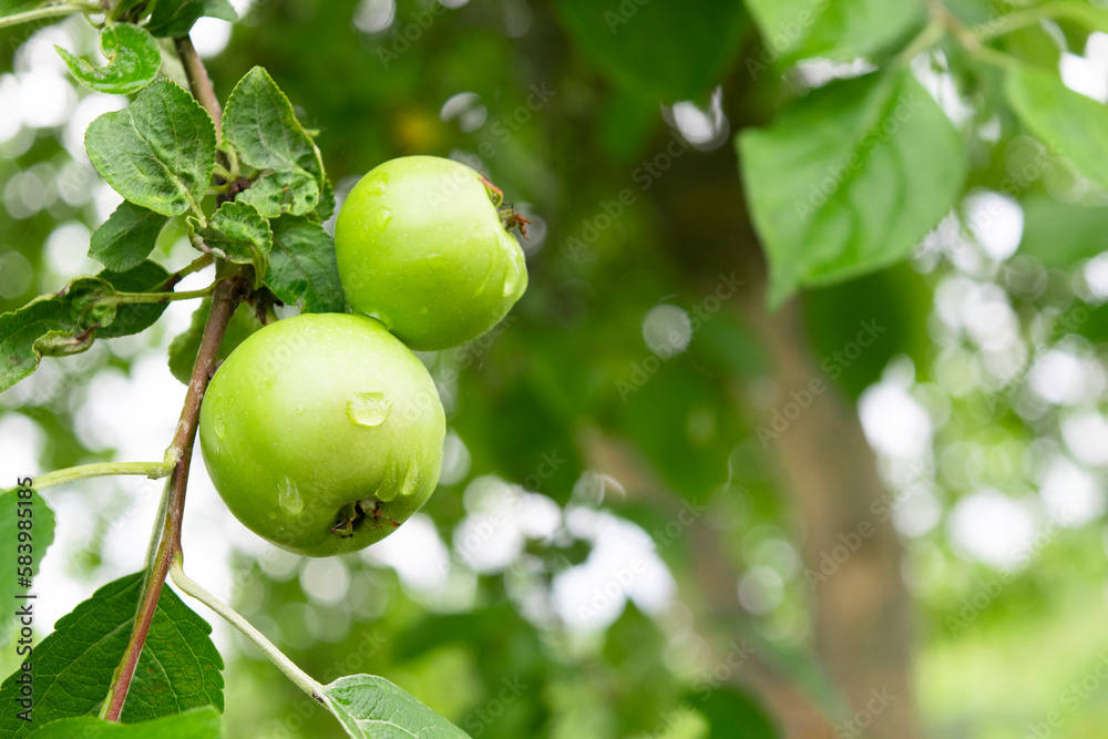 Closeup of green apples on a branch in an orchard. Closeup of green apples on a branch in an orchard.