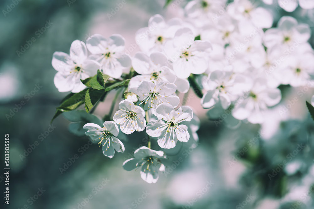 Cherry flowers frame Cherry flowers frame