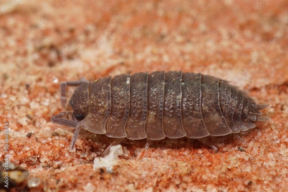 Closeup on the common rough woodlouse, Porcellio scaber Closeup on the common rough woodlouse, Porcellio scaber