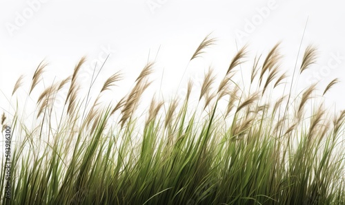  tall grass blowing in the wind against a white sky background. generative ai
