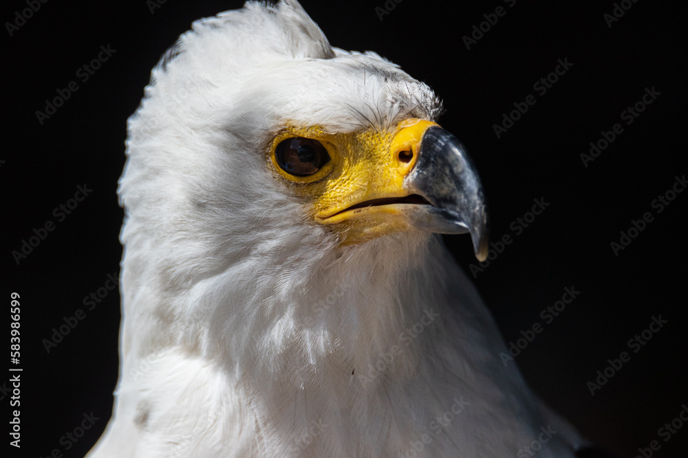 Obraz premium African Fish Eagle