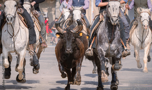 Bandido et abrivado dans une rue de village dans le sud de la France. Taureaux et chevaux de Camargue en liberté dans les rues. Tradition taurine.	 photo