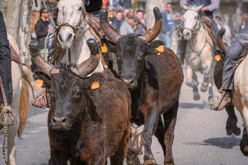 Bandido et abrivado dans une rue de village dans le sud de la France. Taureaux et chevaux de Camargue en liberté dans les rues. Tradition taurine. 