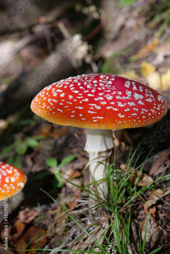 Big red fly agaric grows in autumn wood. Picturesque place in wood heart