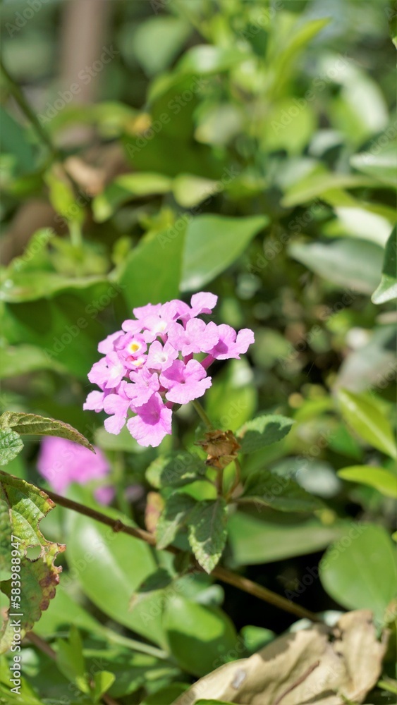 Lantana montevidensis also known as Purple lantana, Wild verbena, Trailing lantana etc Lantana montevidensis also known as Purple lantana, Wild verbena, Trailing lantana etc
