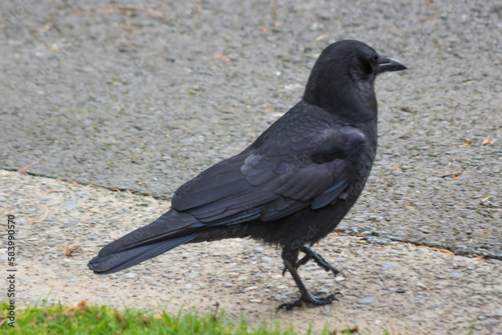 American Crow (Corvus brachyrhynchos) standing on asphalt pavement near grass