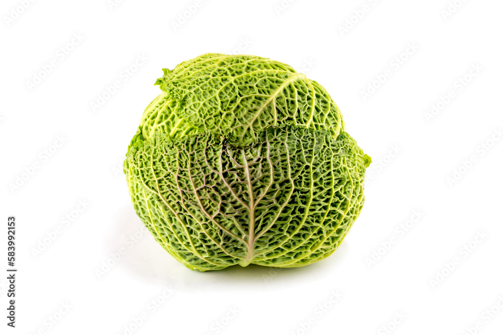 Fototapeta premium A grown head of Savoy cabbage on a white background