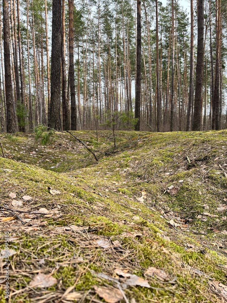 landscape - early spring, in March in the forest stump with moss landscape - early spring, in March in the forest stump with moss