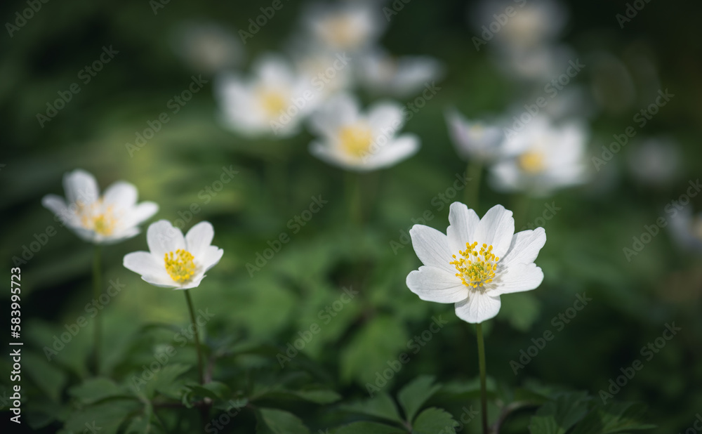 wood anemone (Anemone nemorosa), or Sylvie anemone wood anemone (Anemone nemorosa), or Sylvie anemone