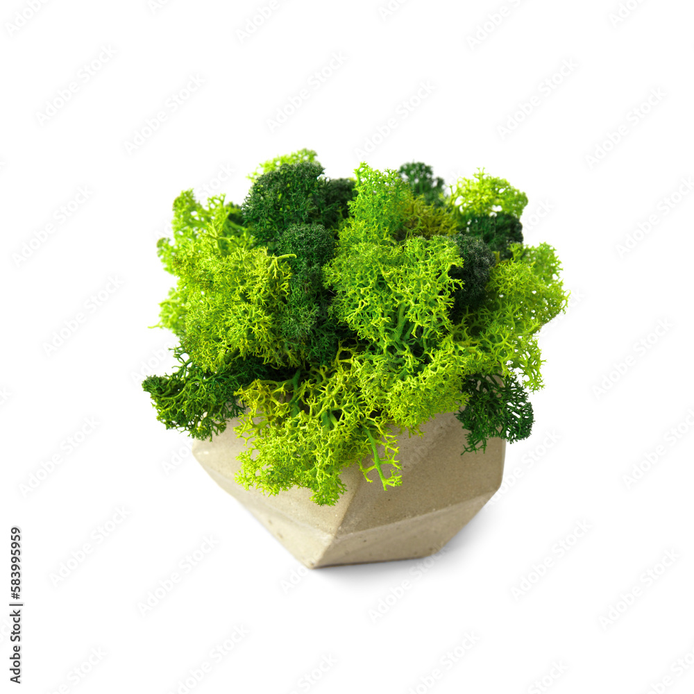 Fototapeta premium Stabilized moss in a flowerpot on a white background