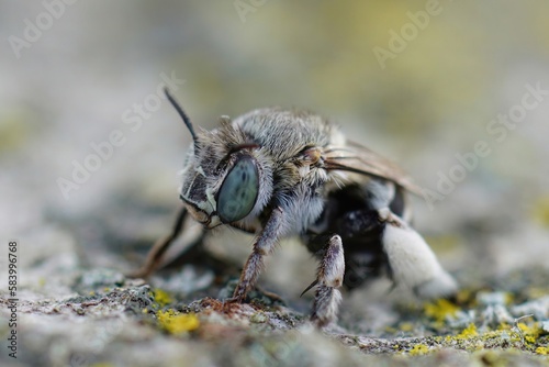 Closeup on a Mediterranean white cheeked blue banded digger bee, Amegilla albigena sitting on wood © Henk