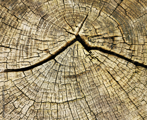 Popękany przekrój drzewa drewno tapeta tło