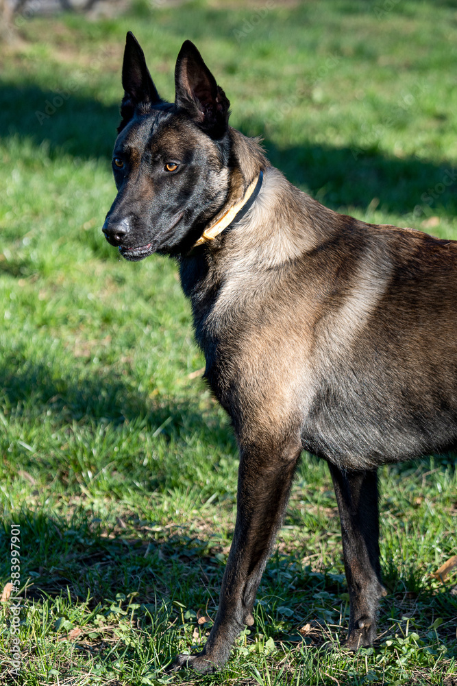 Belgian Malinois shepherd dog on a walk Belgian Malinois shepherd dog on a walk
